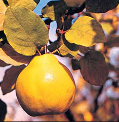 Sunnah Quince