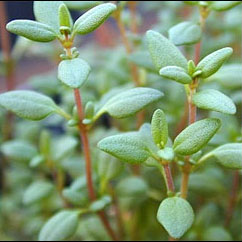 Sunnah Thyme